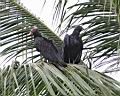 Img___0104d-kondor krocanovity-turkey vulture a kondor havranovity-black vulture.jpg